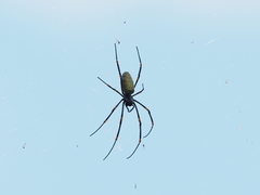 Nephila vitiana