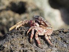 Grapsus