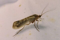 Limnephilus flavicornis