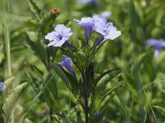 Ruellia tuberosa