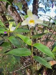 Sobralia