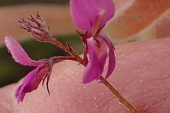 Indigofera sp19b