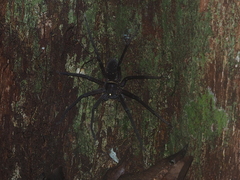 Heteropoda tetrica
