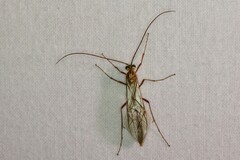 Ophion obscuratus