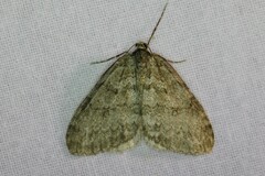 Epirrita dilutata