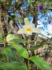 Sobralia