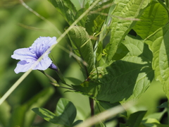 Ruellia tuberosa