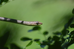 Psammophis orientalis