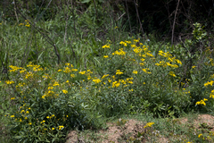Senecio polyanthemoides