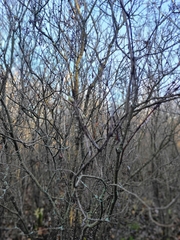 Syringa