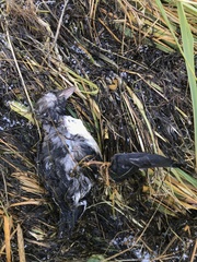 Fratercula corniculata