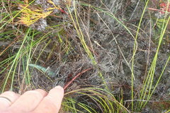 Serruria rubricaulis