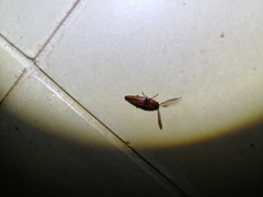 Dicrepidius palmatus