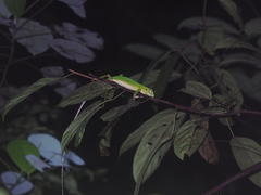 Bronchocela cristatella