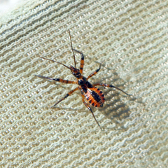 Rhynocoris