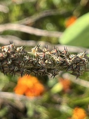 Umbonia