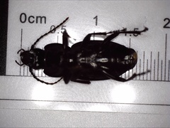 Pterostichus