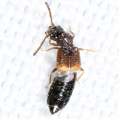 Staphylinidae