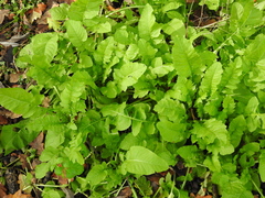 Rorippa amphibia