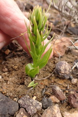 Brachycorythis macowaniana