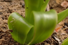 Brachycorythis macowaniana