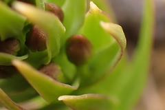 Brachycorythis macowaniana