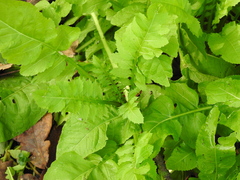 Rorippa amphibia