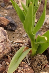 Brachycorythis macowaniana