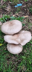 Agaricus arvensis