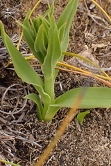 Brachycorythis macowaniana