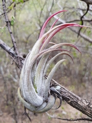 Tillandsia circinnatioides