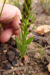 Brachycorythis macowaniana