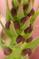 Brachycorythis macowaniana