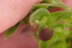 Brachycorythis macowaniana