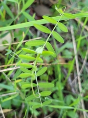 Vicia villosa