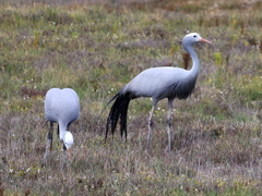 Anthropoides paradiseus
