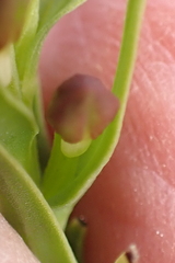 Brachycorythis macowaniana