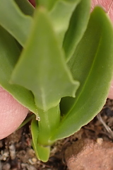 Brachycorythis macowaniana