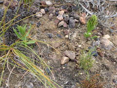 Brachycorythis macowaniana