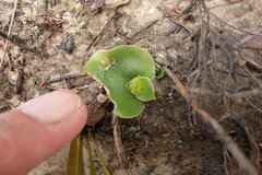 Habenaria lithophila