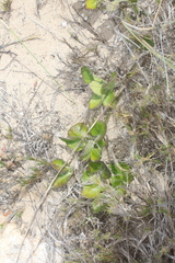 Solanum africanum
