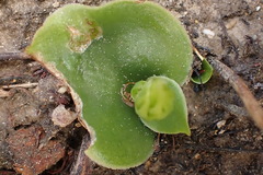 Habenaria lithophila