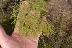 Nanobubon capillaceum