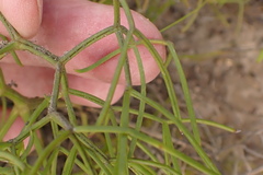Nanobubon capillaceum