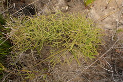 Nanobubon capillaceum