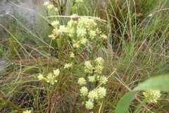 Thesium spicatum