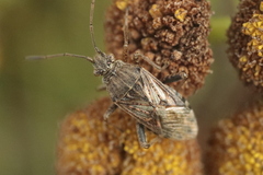 Stictopleurus