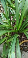 Pandanus amaryllifolius
