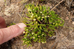 Centella sessilis