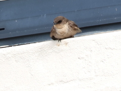 Ptyonoprogne fuligula